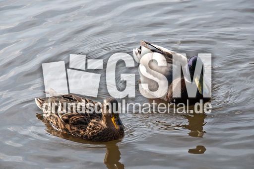 Stockente (4 von 6).jpg